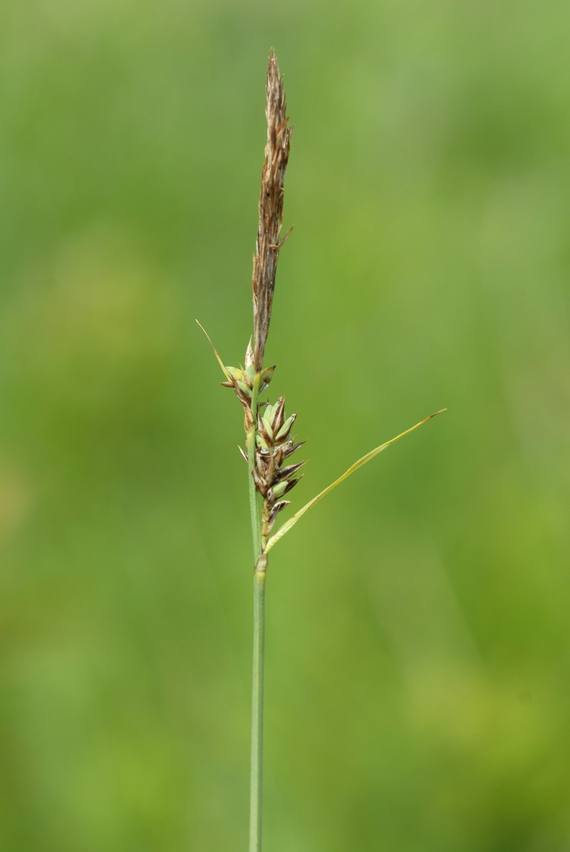 Different-Spike Sedge photo 2