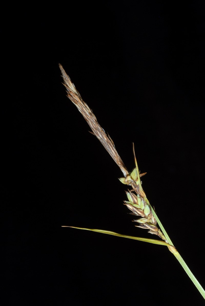 Different-Spike Sedge photo 3