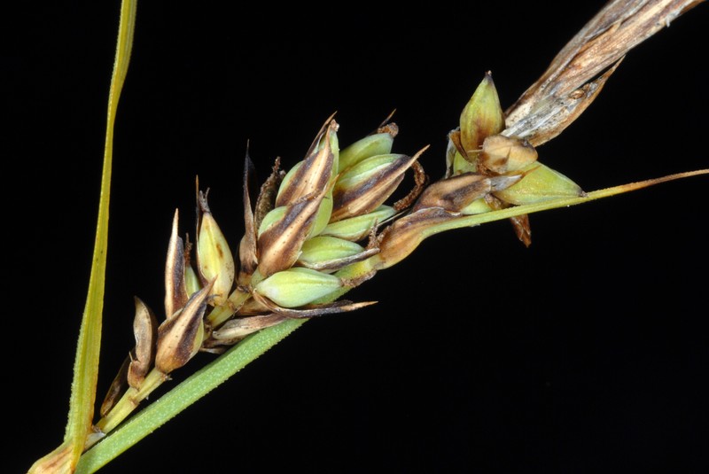 Different-Spike Sedge