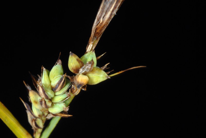 Different-Spike Sedge photo 4