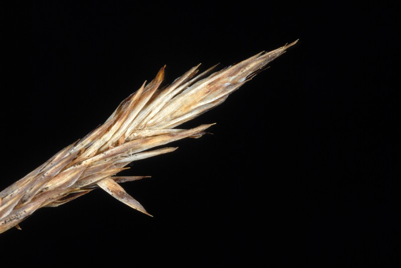Different-Spike Sedge photo 5