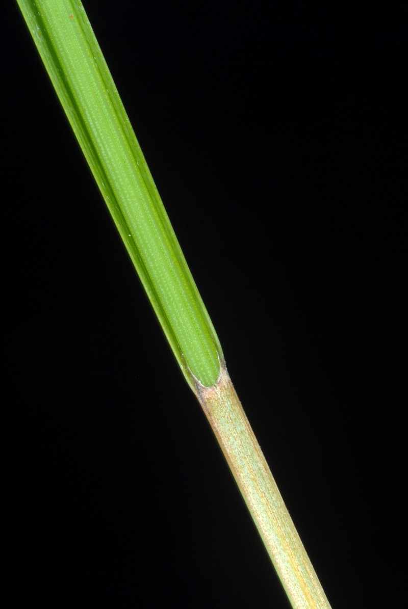 Different-Spike Sedge photo 6