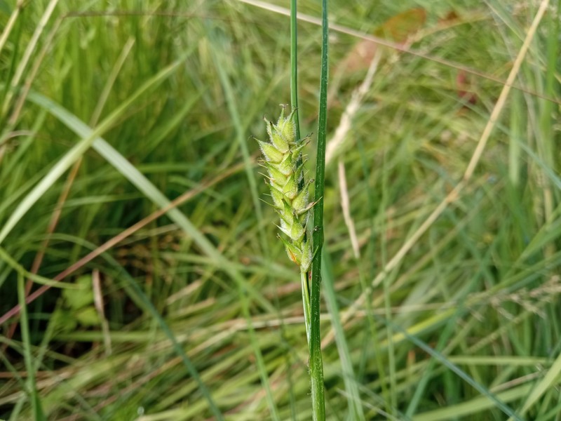 Hammer Sedge photo 2