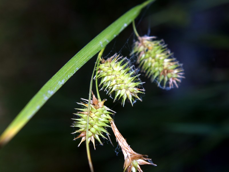 Bottlebrush Sedge photo 2