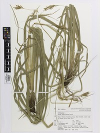 Indian Sedge
