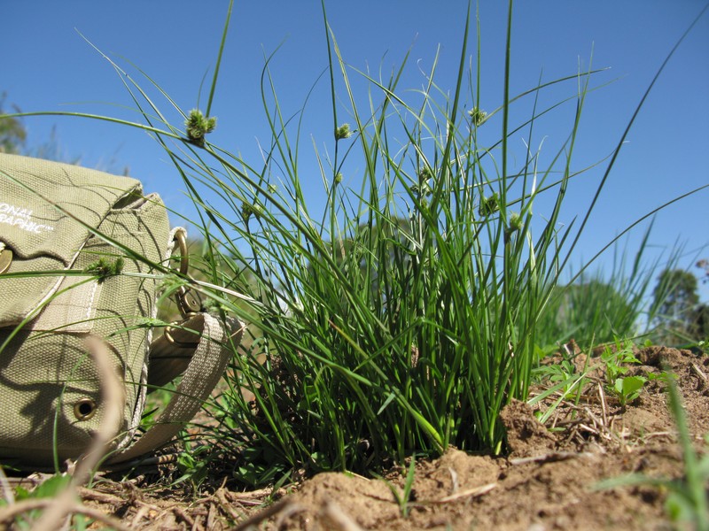 Knob Sedge