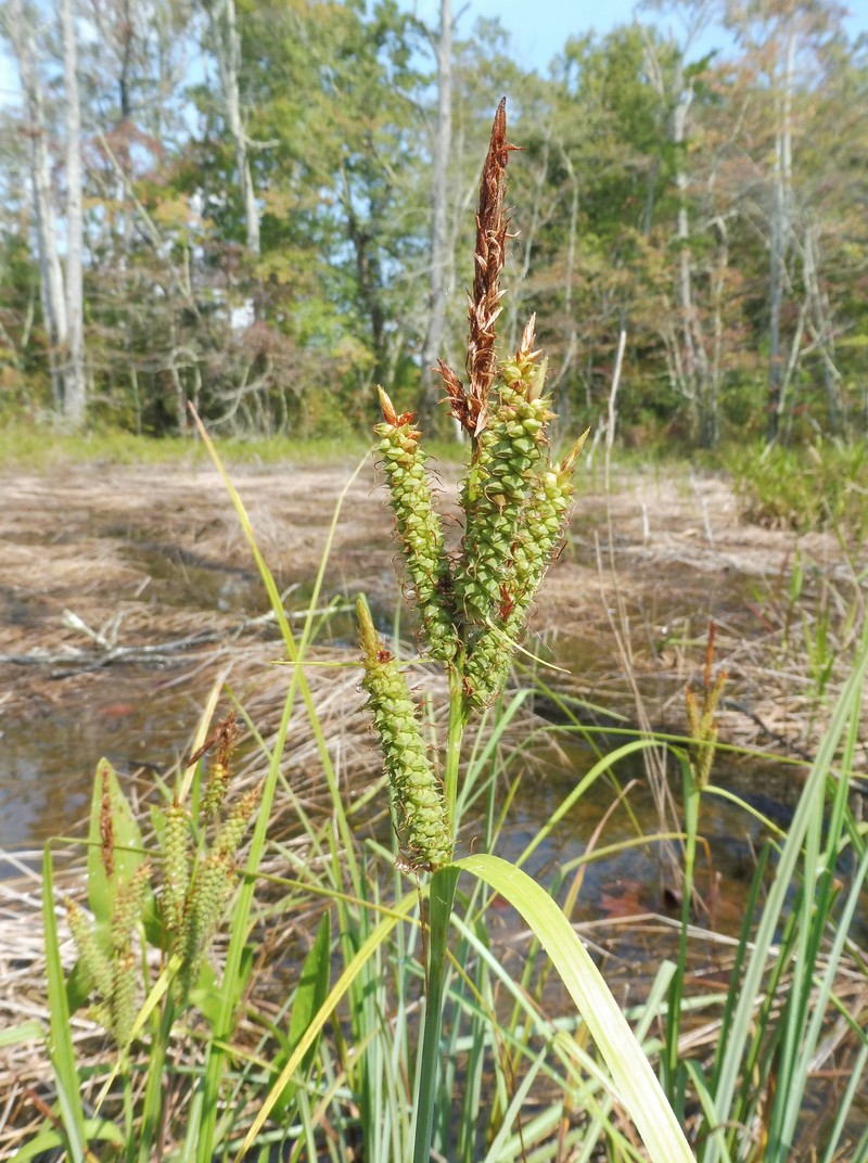 Cypress Swamp Sedge photo 2