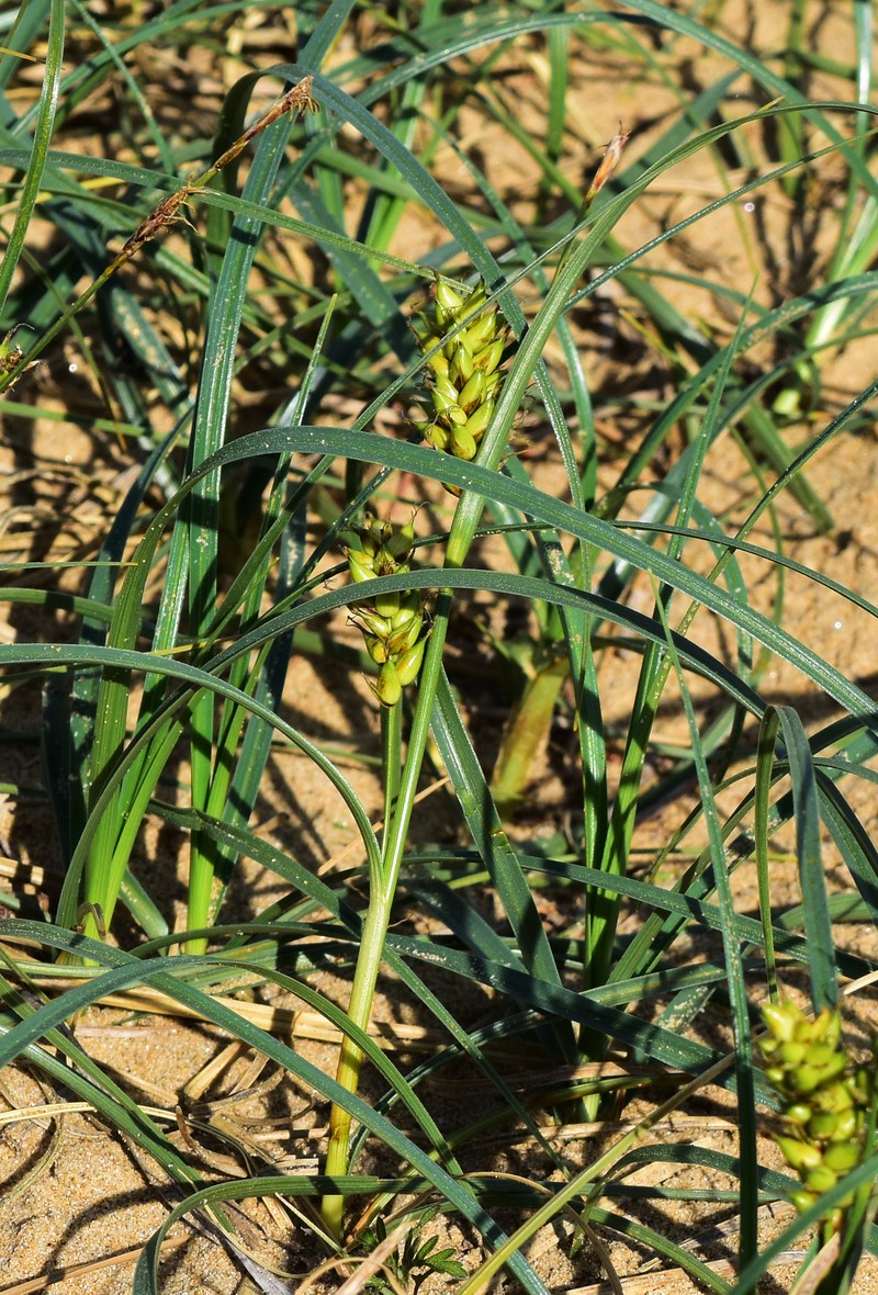 Japanese Sedge photo 2