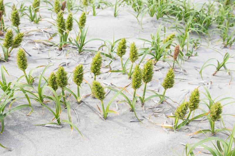 Japanese Sedge photo 3