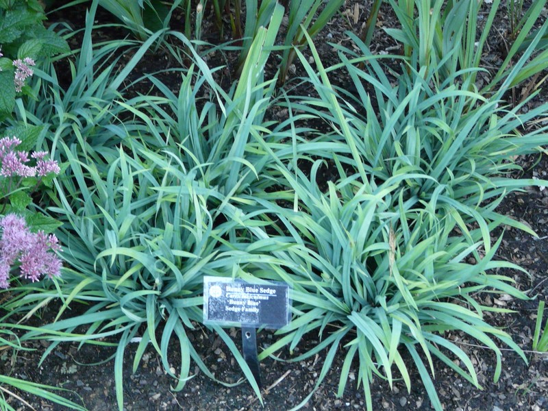 Spreading Sedge photo 2