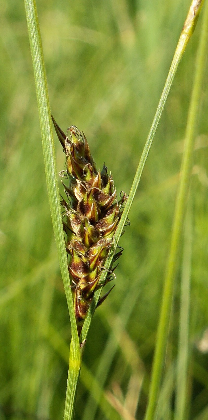 Woollyfruit Sedge photo 2