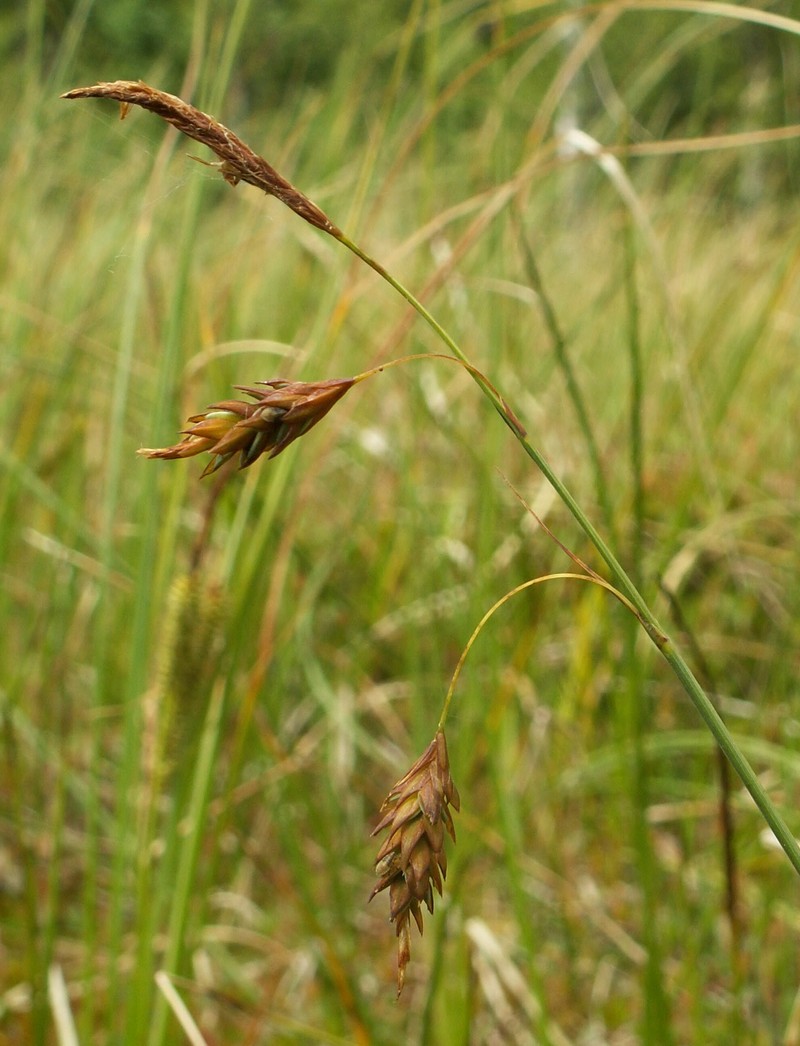 Mud Sedge photo 2