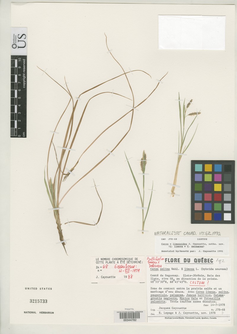 Sedge