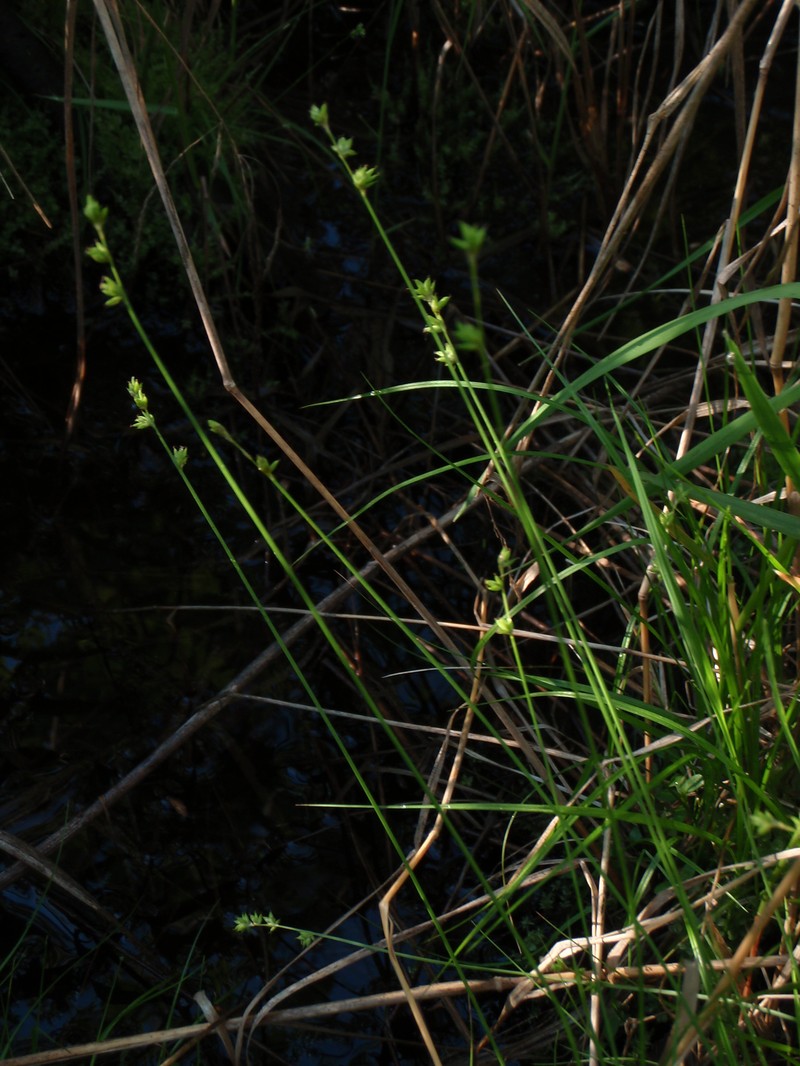 Ryegrass Sedge photo 2