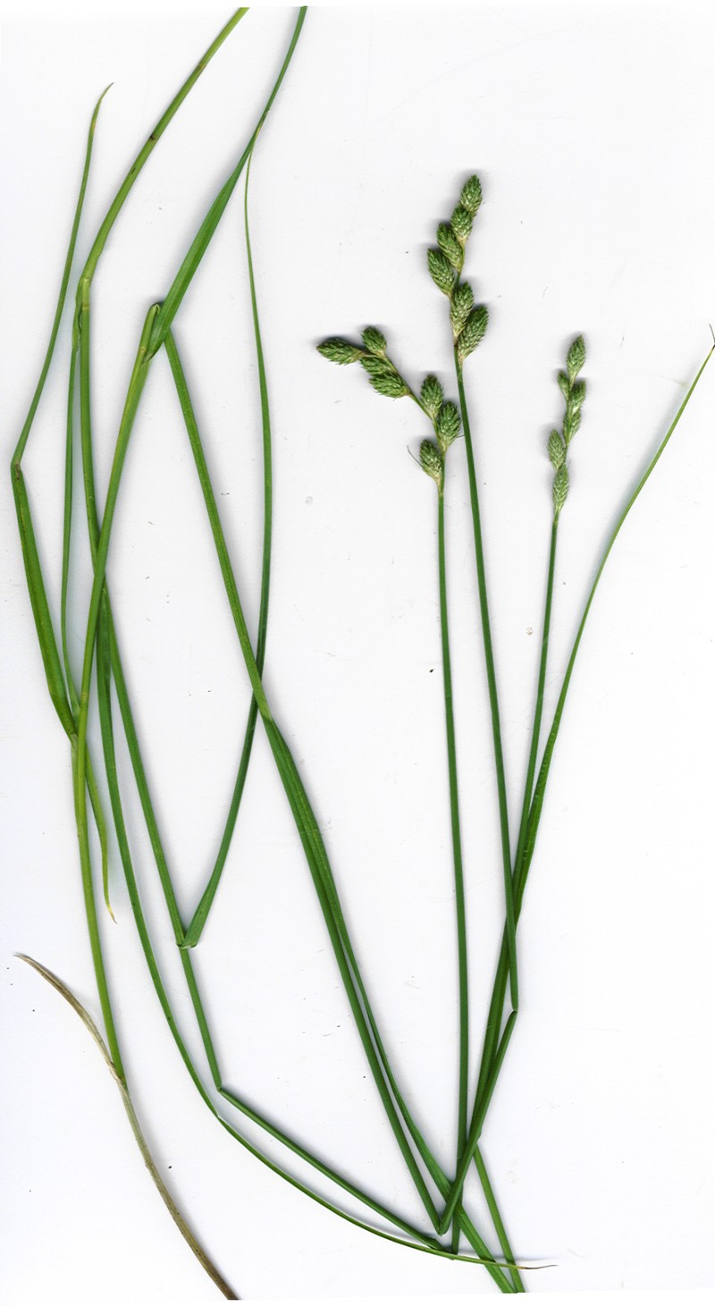 Long's Sedge photo 2