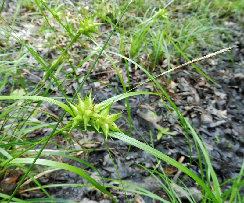 Louisiana Sedge photo 2