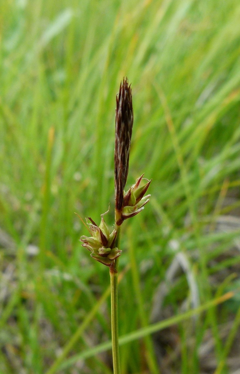 Blue Ridge Sedge photo 2