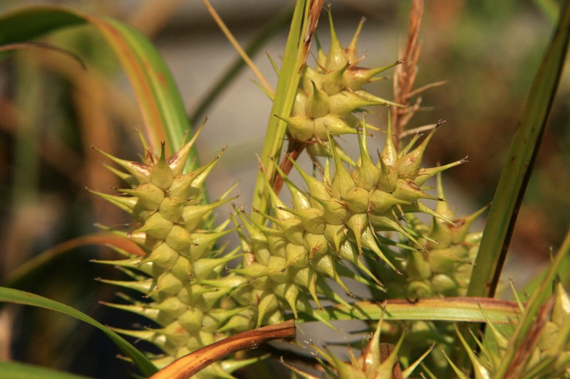 False Hop Sedge photo 2