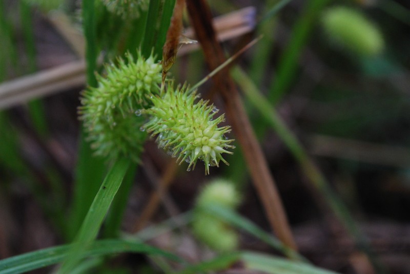 Shallow Sedge photo 2