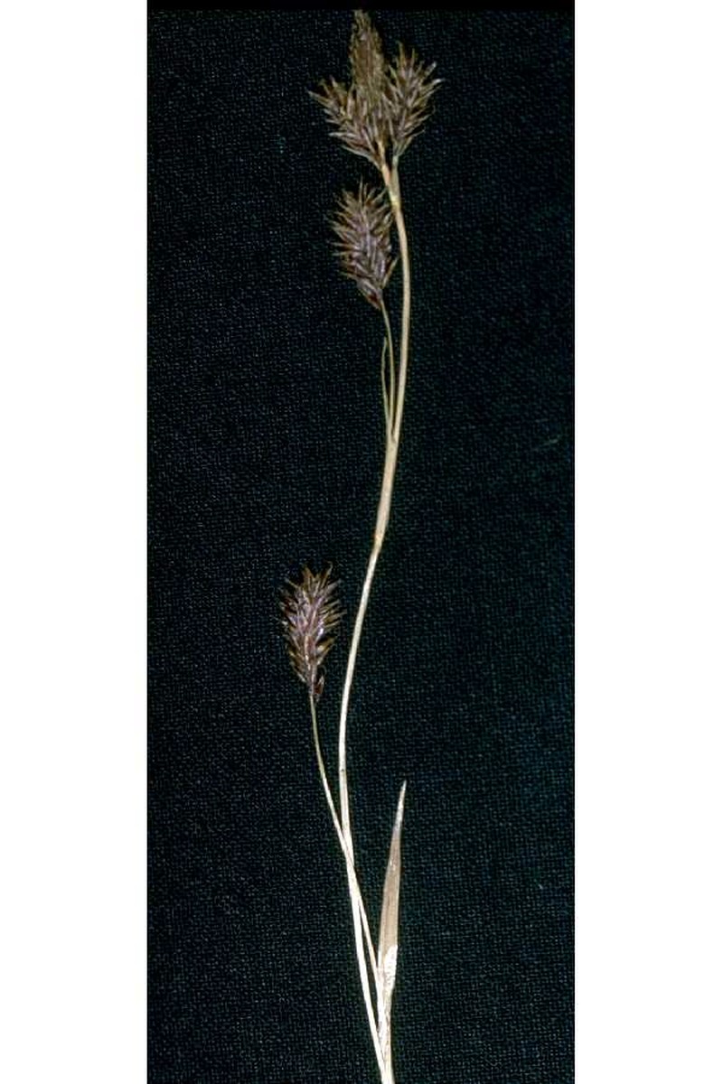 Woodrush Sedge photo 2