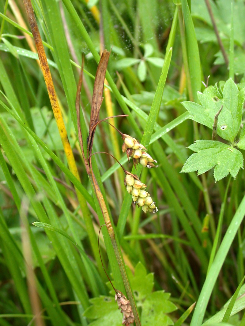 Boreal Bog Sedge photo 2