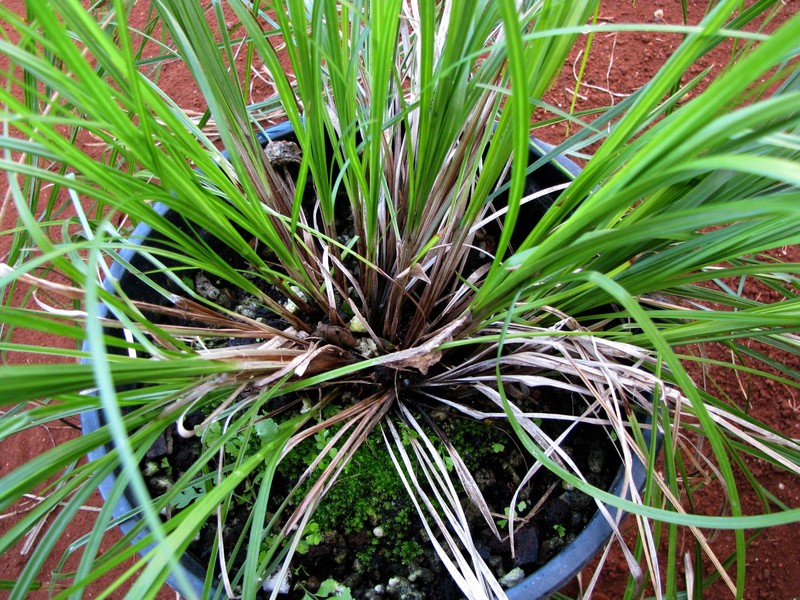 Meyen's Sedge photo 2