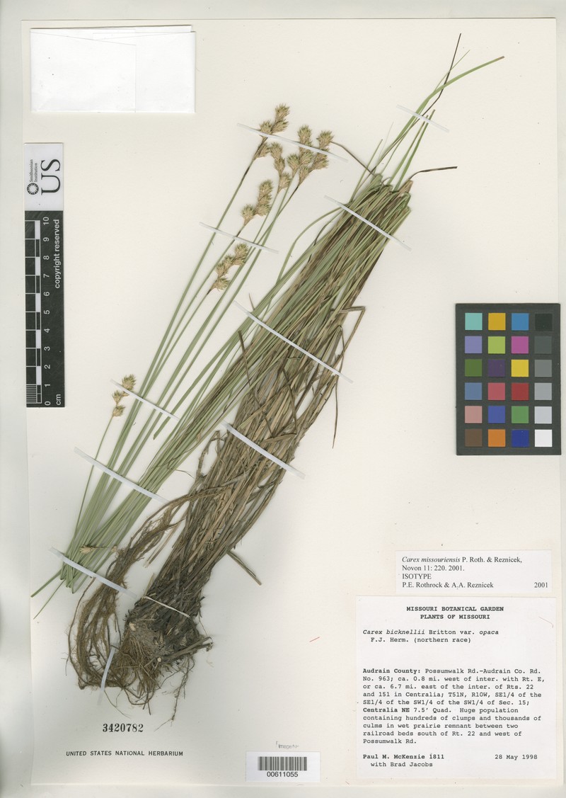 Missouri Sedge photo 2
