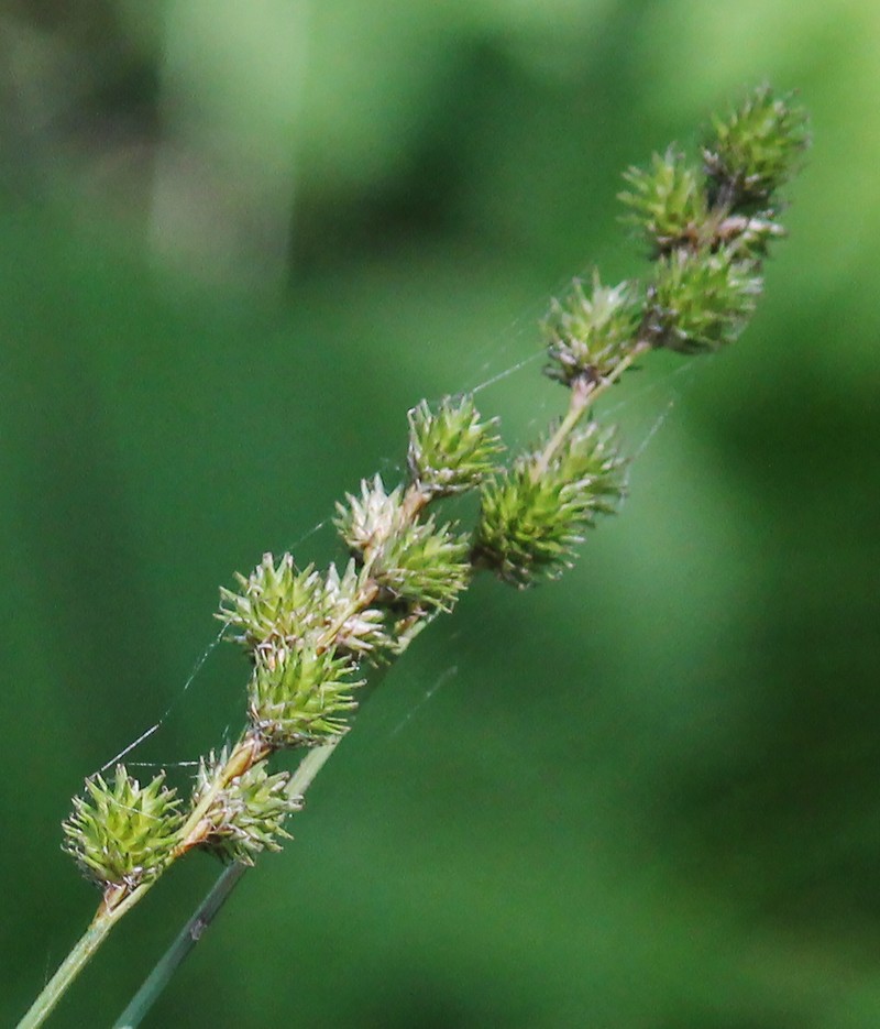 Greater Straw Sedge photo 2