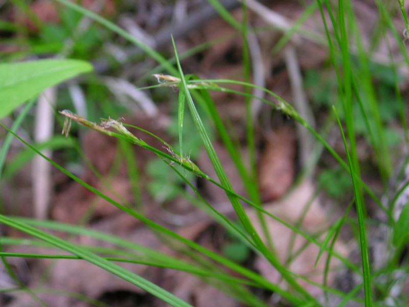 New England Sedge photo 2