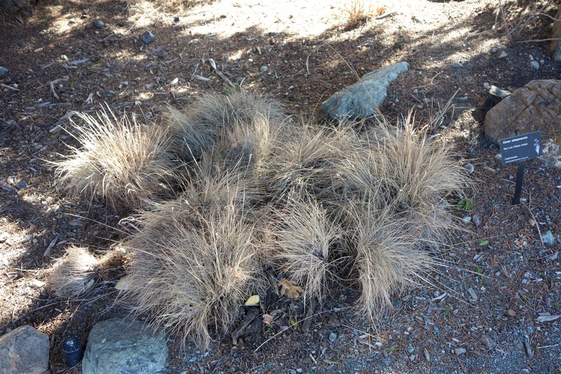 San Luis Obispo Sedge photo 2