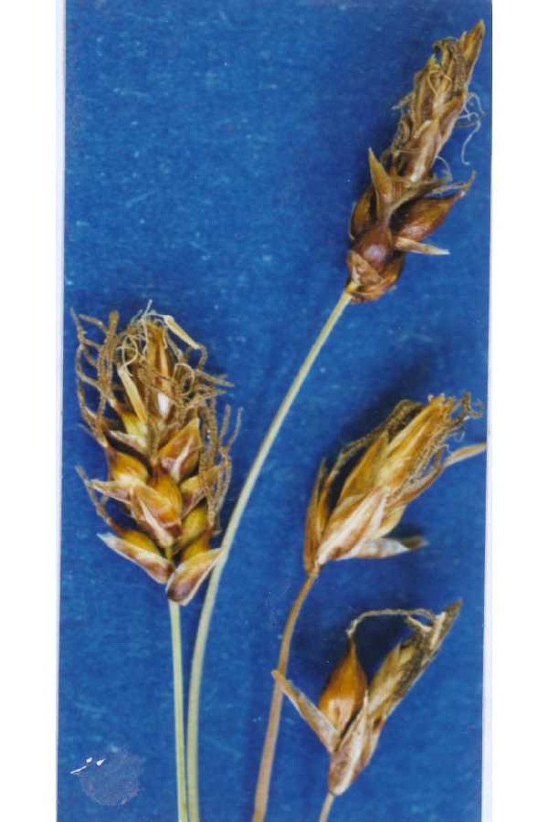 Obtuse Sedge photo 2