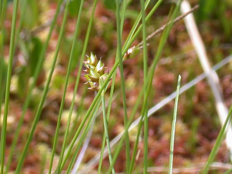 Fewseed Sedge photo 2