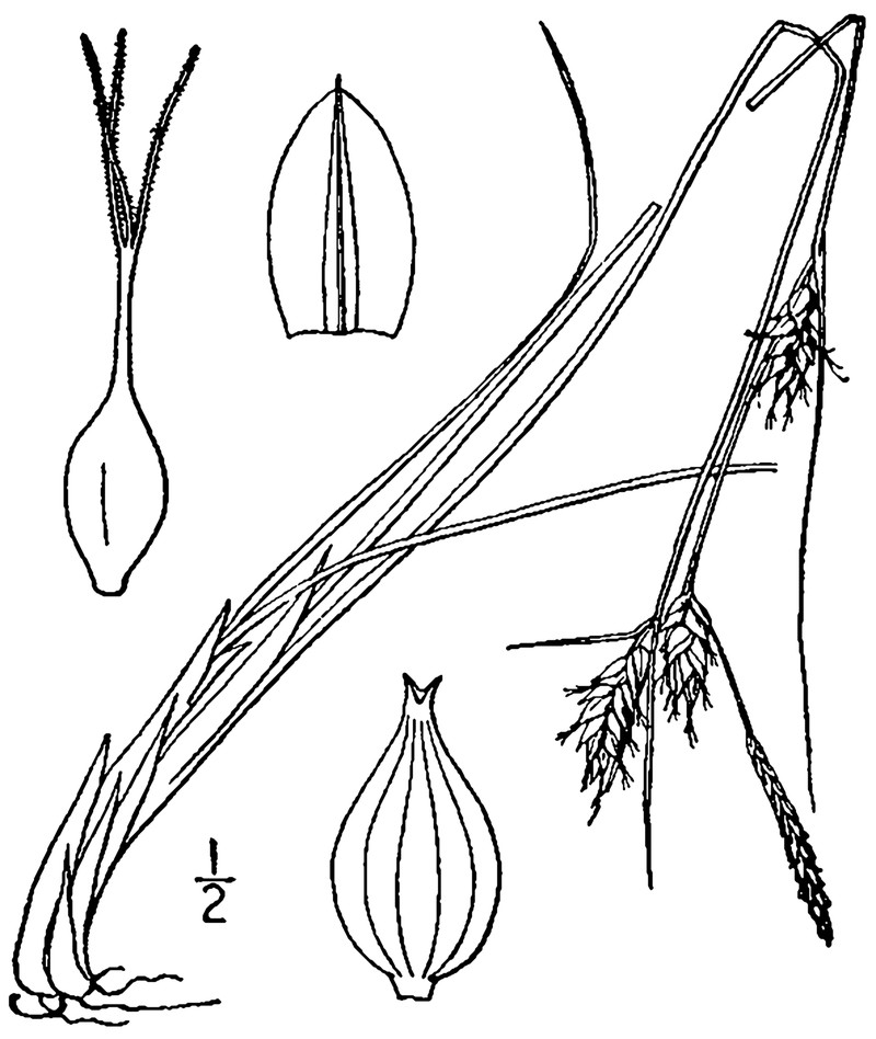 Fewseed Sedge photo 3