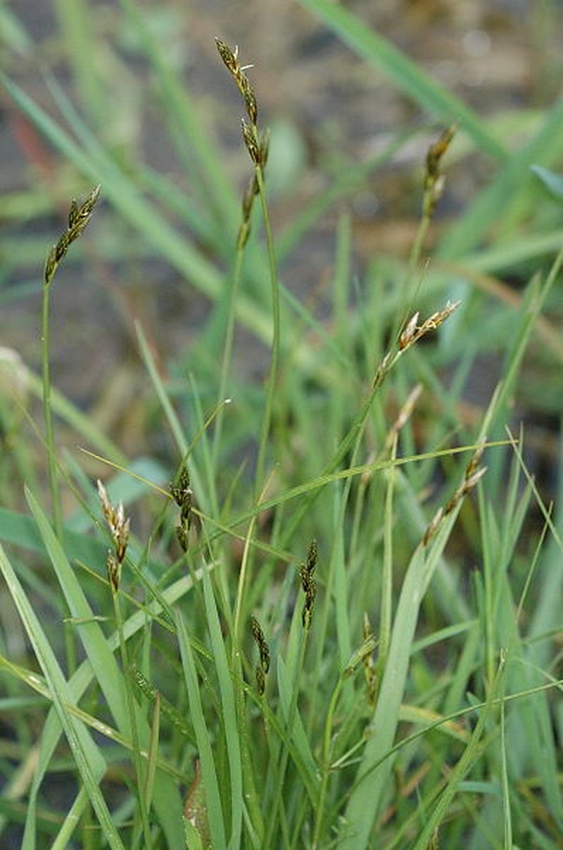 Eggbract Sedge photo 2