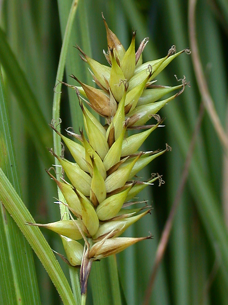 Pannewitz's Sedge