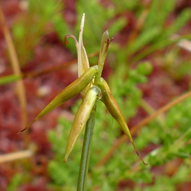 Fewflower Sedge photo 2