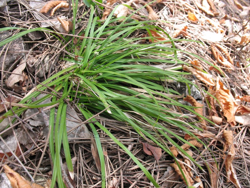 Longstalk Sedge photo 2