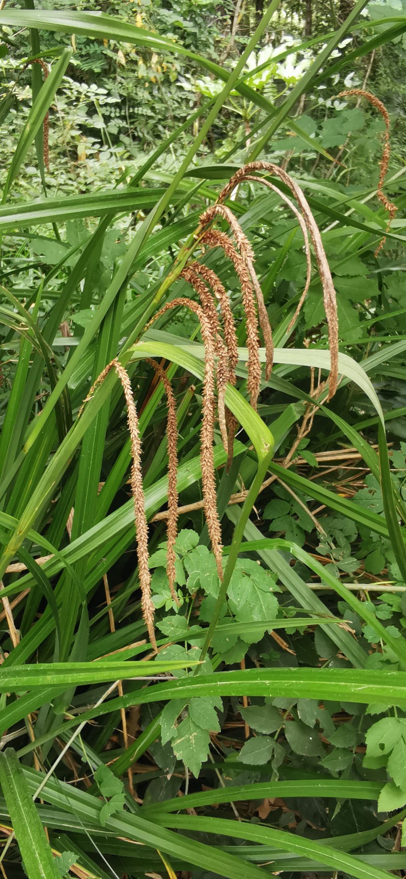 Hanging Sedge photo 2