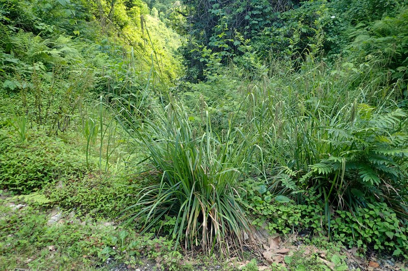 Hanging Sedge photo 3