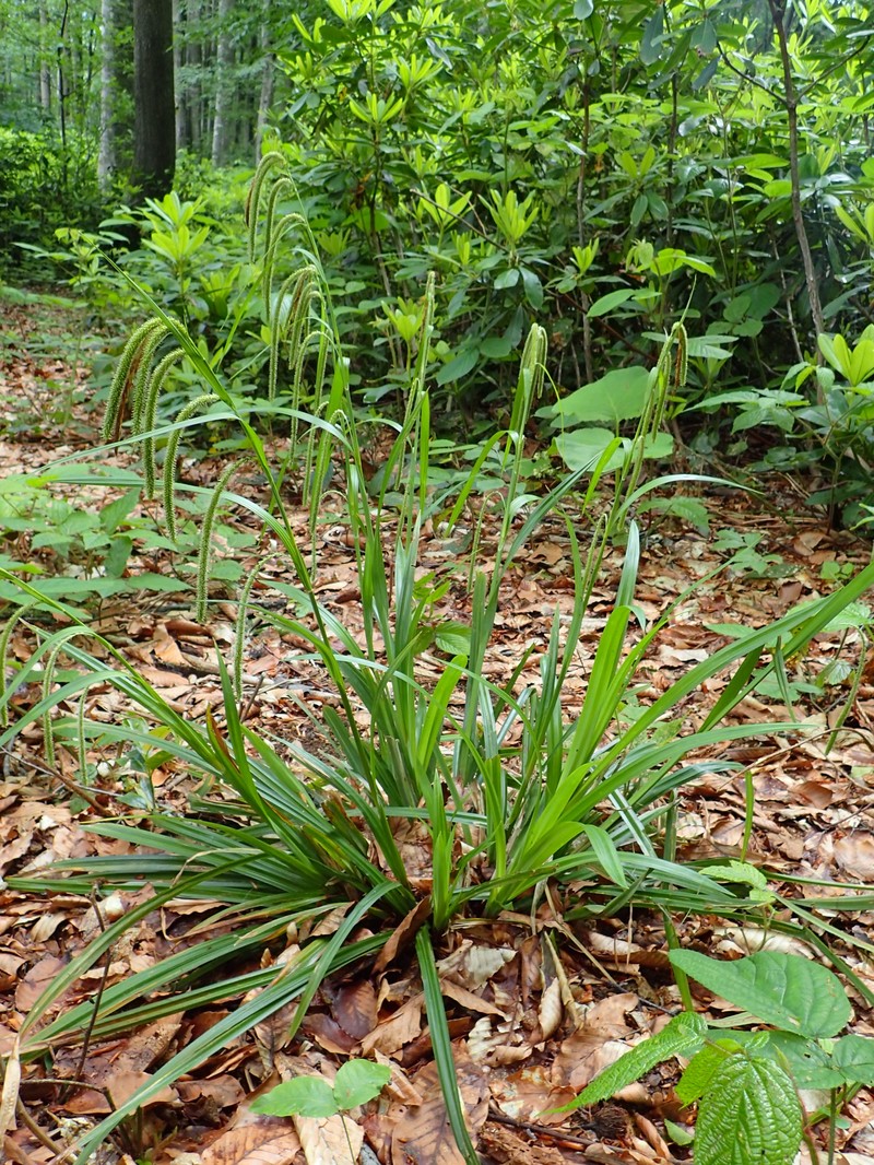 Hanging Sedge photo 4
