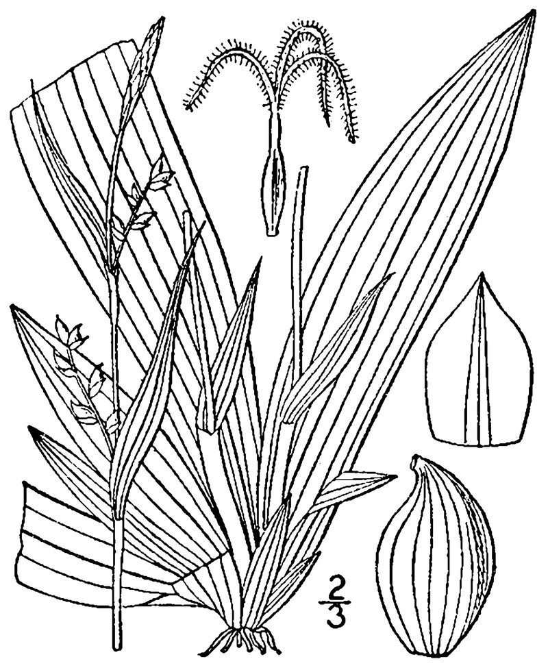 Broadleaf Sedge photo 2