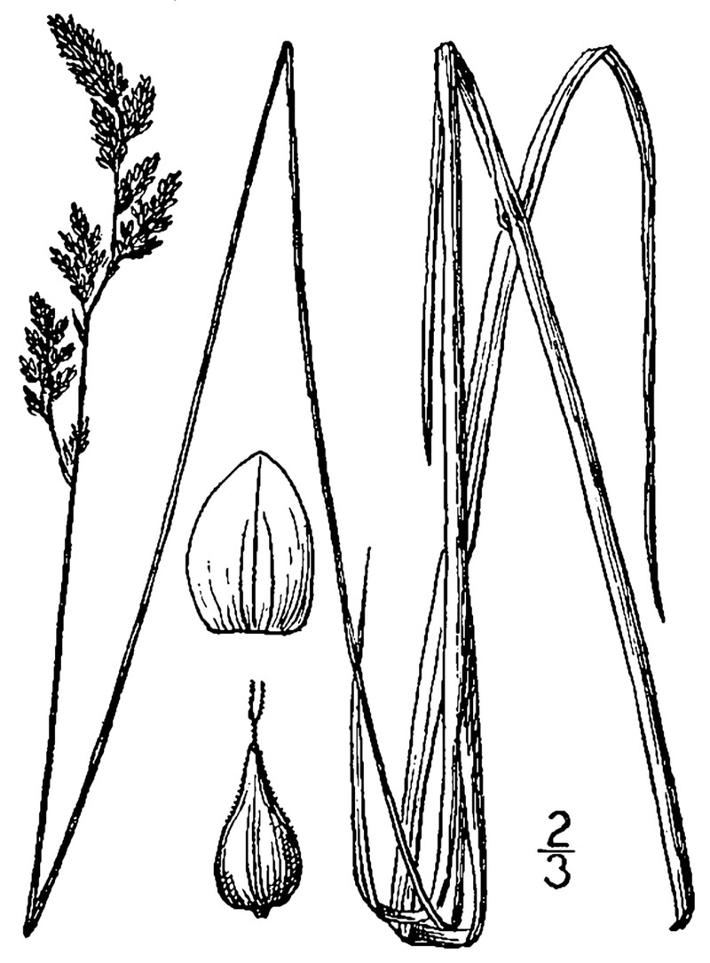 Prairie Sedge photo 2