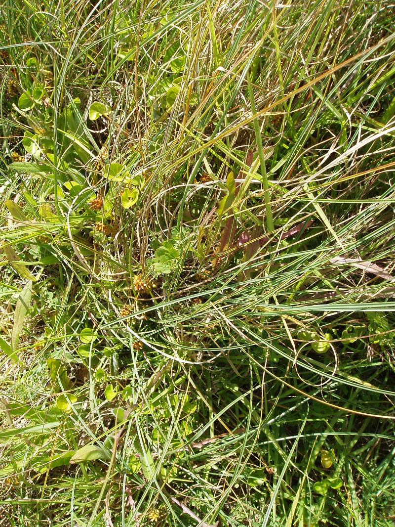 Dwarf Sedge photo 2