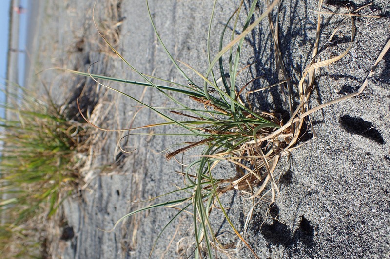 Dwarf Sedge photo 3
