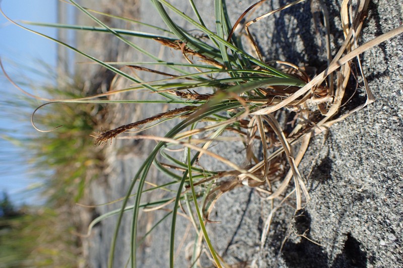 Dwarf Sedge photo 4