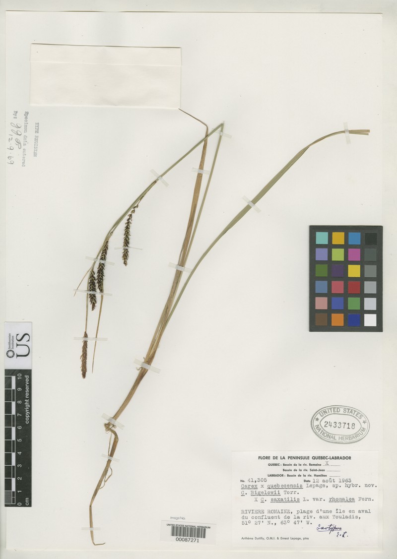 Quebec Sedge