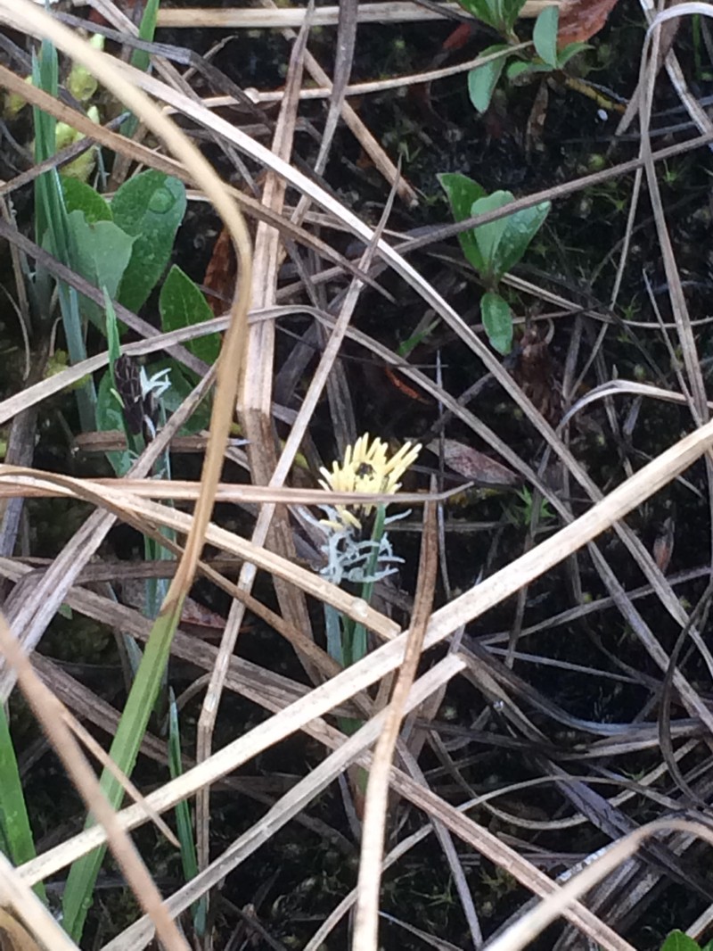 Looseflower Alpine Sedge photo 2