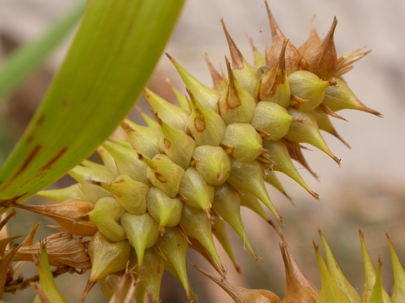 Knotsheath Sedge photo 2