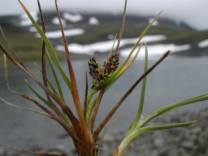 Snowbed Sedge