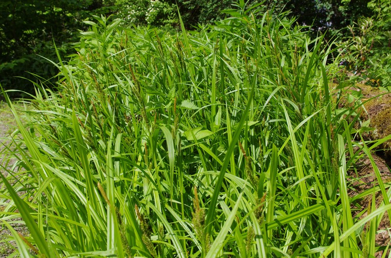 Eastern Rough Sedge photo 2